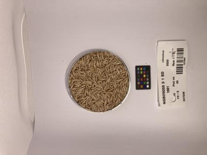 Click for 1 image(s) for this accession. SEED